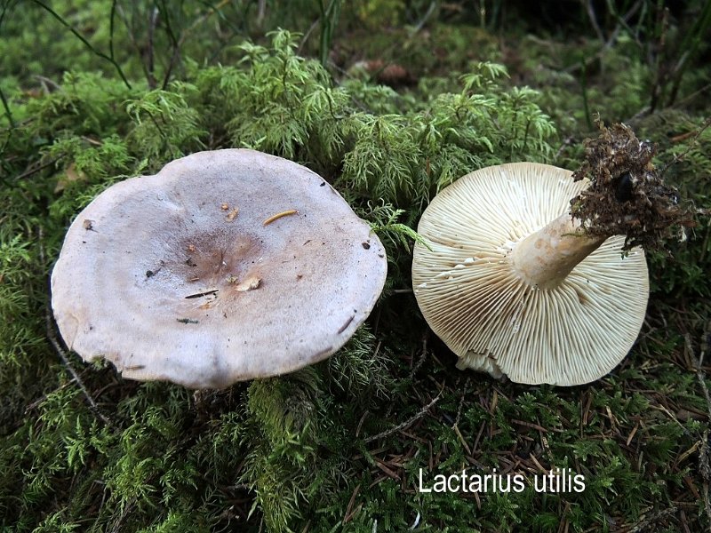 Lactarius utilis-amf2049.jpg - Lactarius utilis ; Syn: Lactifluus utilis